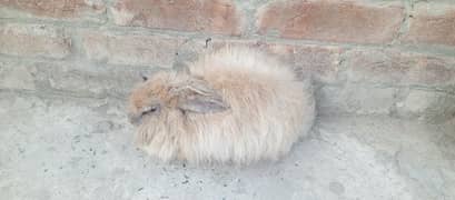 pour angora rabbits pair for sale