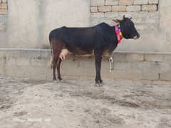 jersi cholistani cows