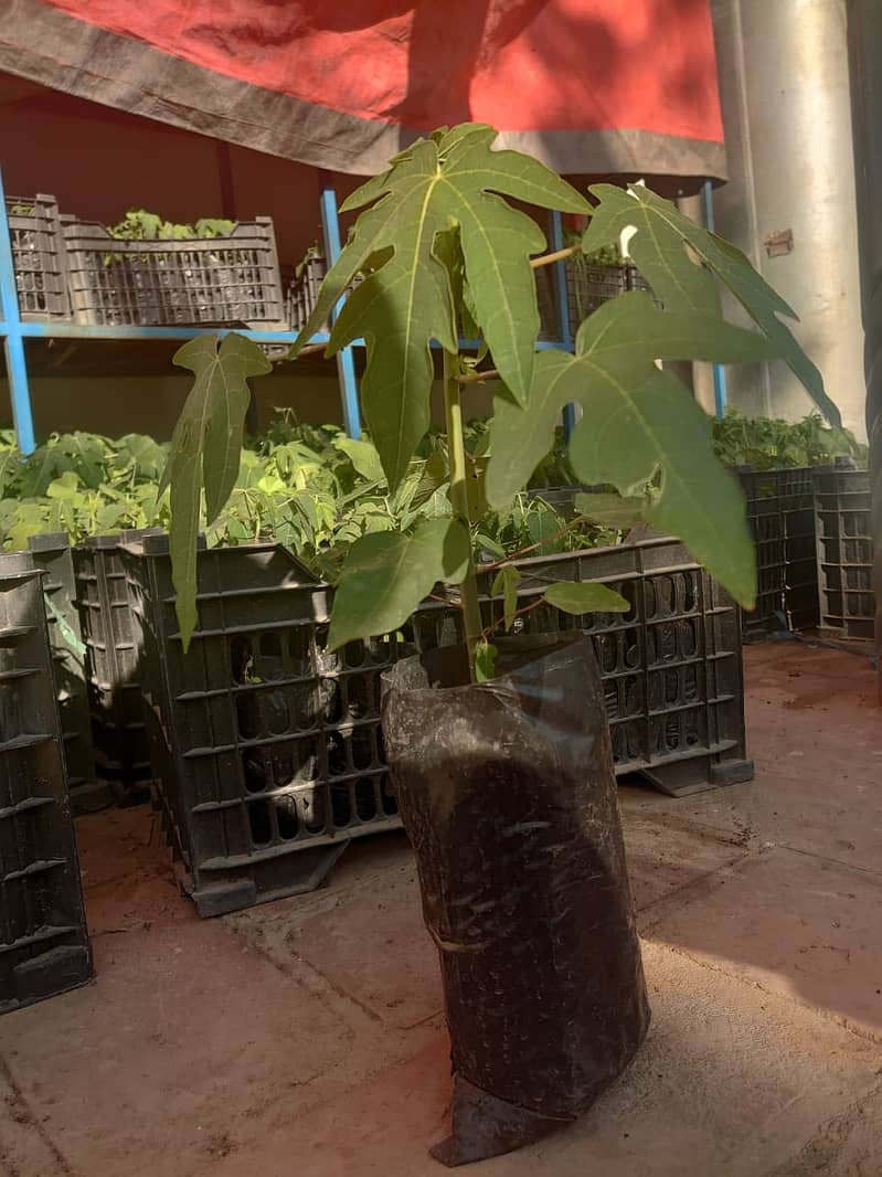 Papaya plant 0