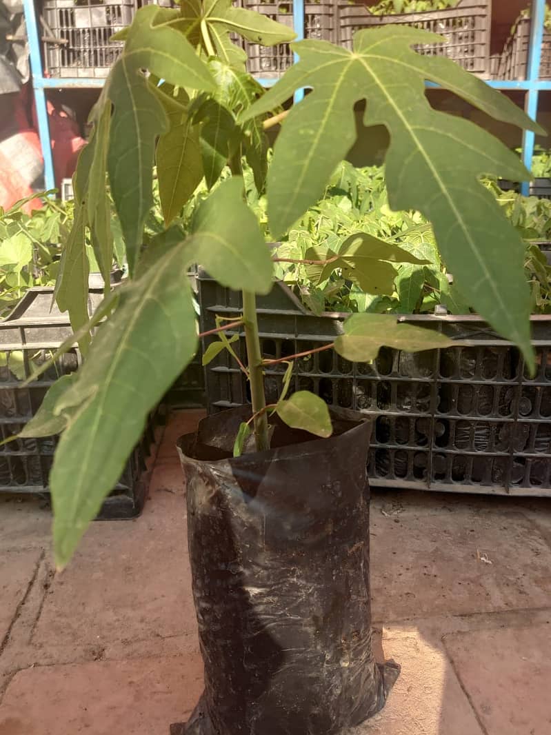 Papaya plant 1