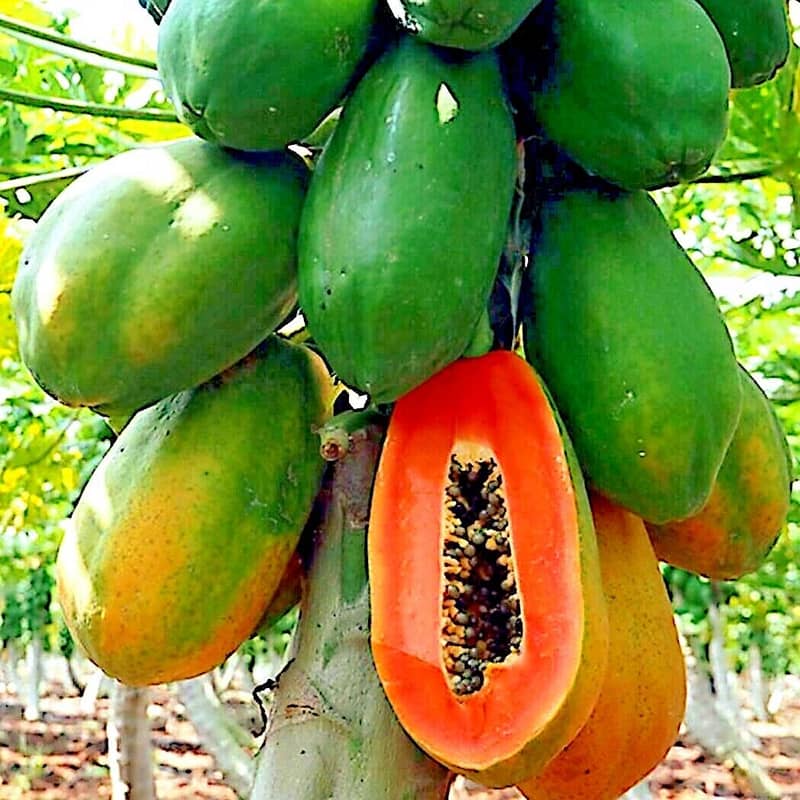 Papaya plant 4