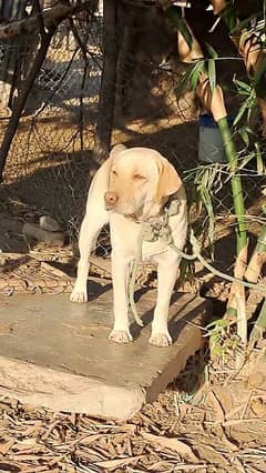 Labrador for sale