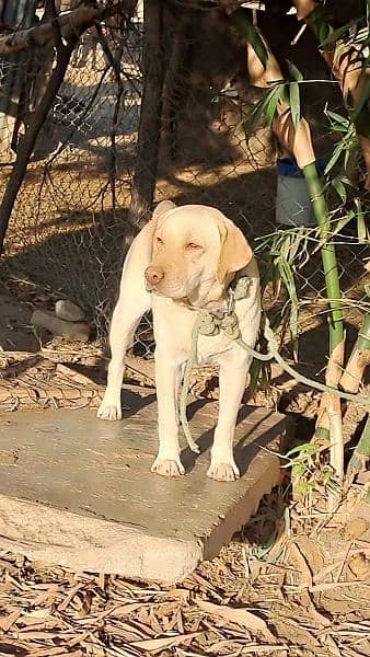 Labrador for sale 0