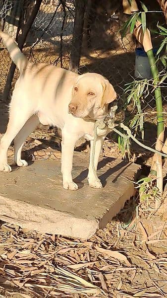 Labrador for sale 1