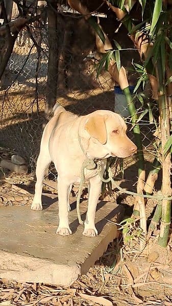 Labrador for sale 2