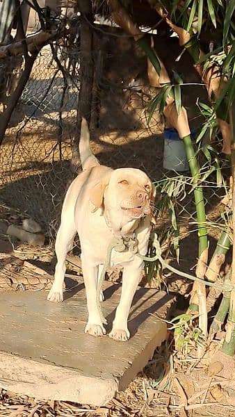 Labrador for sale 5