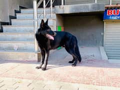 German Shepherd Male for sale