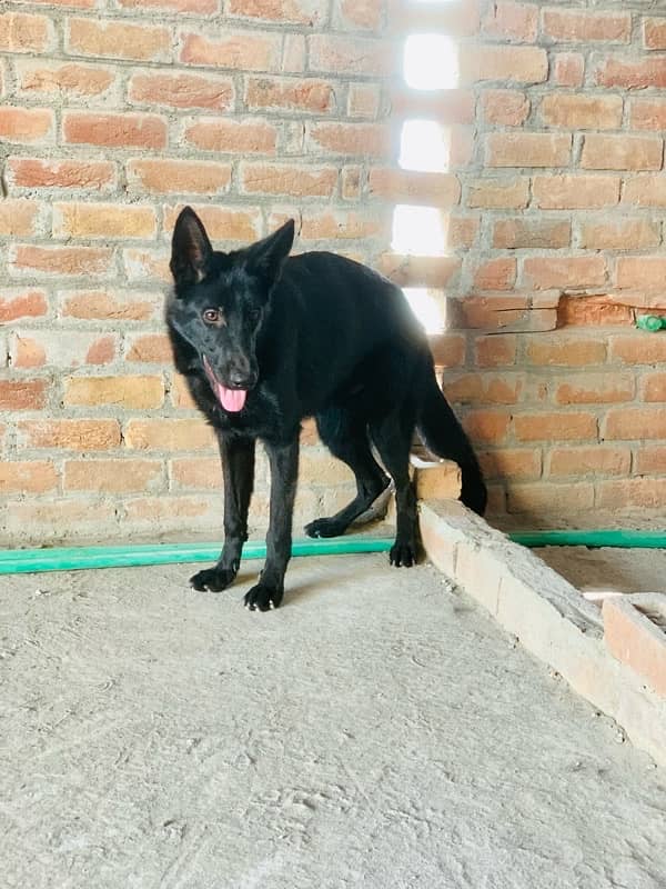 German Shepherd Male for sale 5