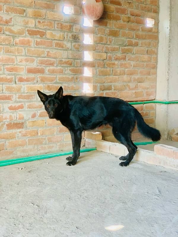 German Shepherd Male for sale 6