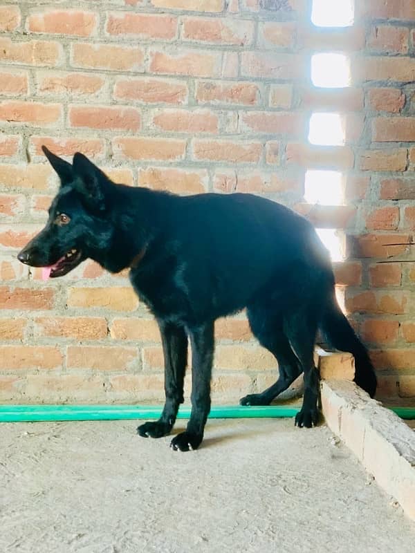 German Shepherd Male for sale 7