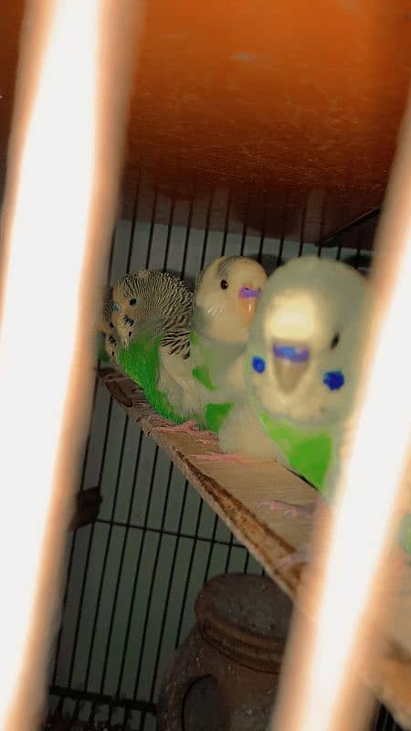 parrot for sale All pair 03066830060 0