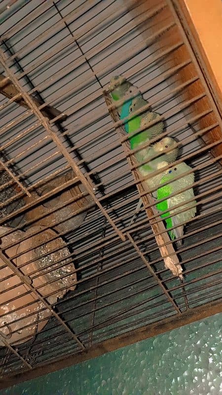 parrot for sale All pair 03066830060 1