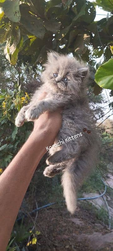 Persian kitten 4