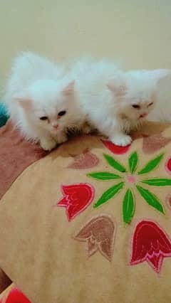 Persian small cats baby's