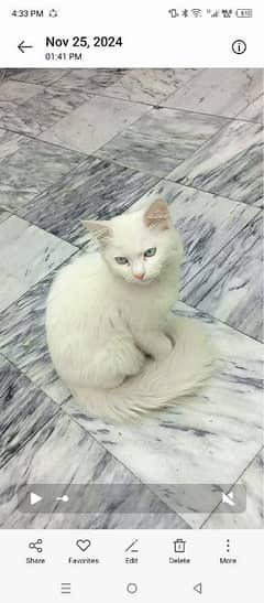 persian cat