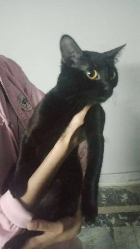 cat for sale age 1 year ( adult ) color black Brown 0