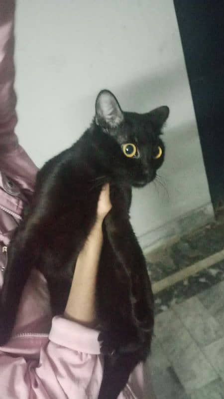 cat for sale age 1 year ( adult ) color black Brown 2