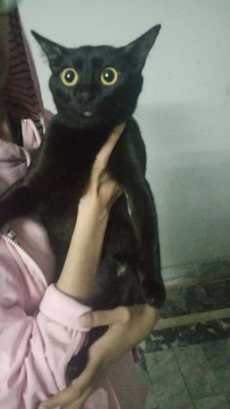 cat for sale age 1 year ( adult ) color black Brown 3