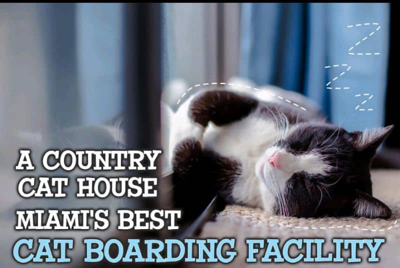 cat boarding in very cheap rate 0