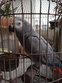 Assalam alikum, grey parrot female available for sale,