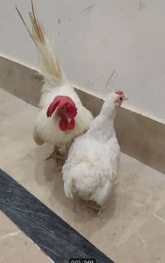 Japanese Bantam chicken Pair