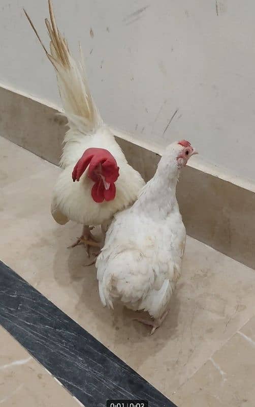 Japanese Bantam chicken Pair 0