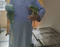 Pahhri Parrot Hand tamed Pair