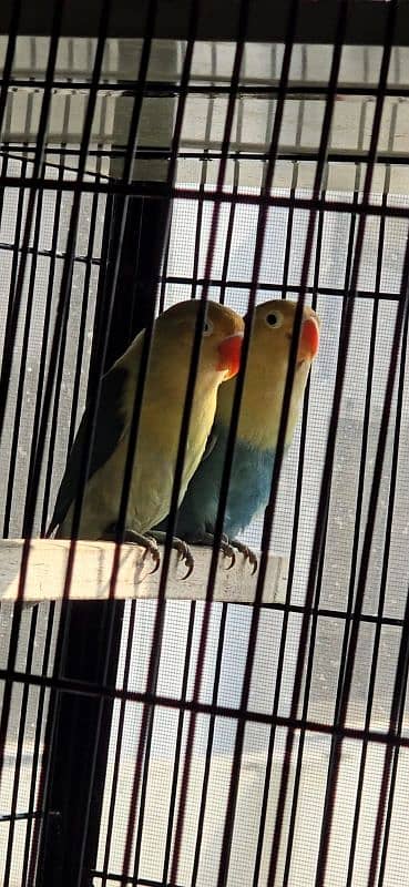 parblue euwing breeder pair sale 5