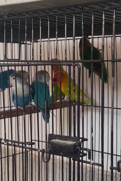 love birds breeder pairs for sale