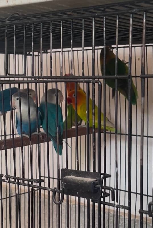 love birds breeder pairs for sale 0