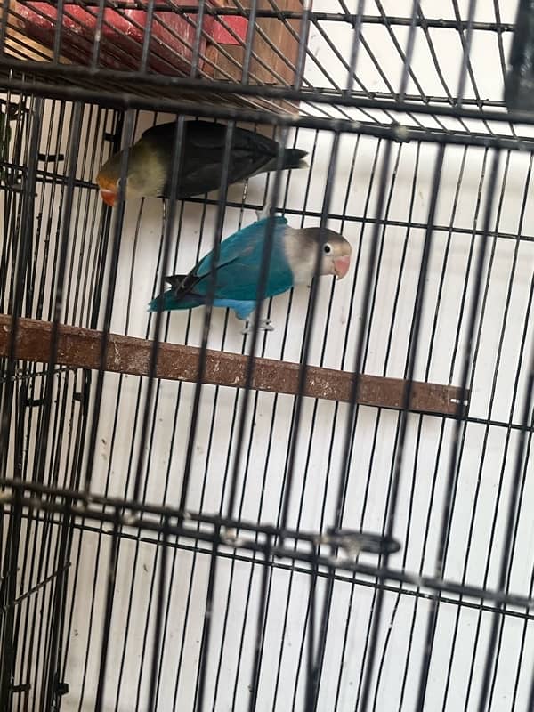 love birds breeder pairs for sale 1