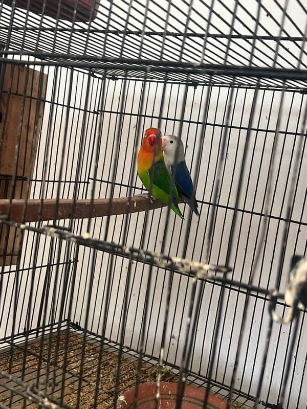 love birds breeder pairs for sale 2