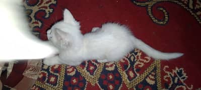 ( 03204733601 )gray eyes Persian cat male full healthy and avtive