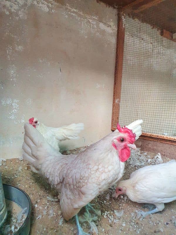 White Sebright fancy hen 0