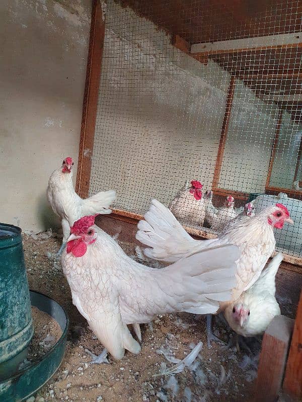 White Sebright fancy hen 1