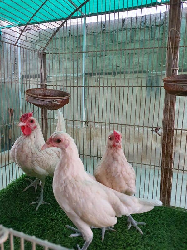 White Sebright fancy hen 2