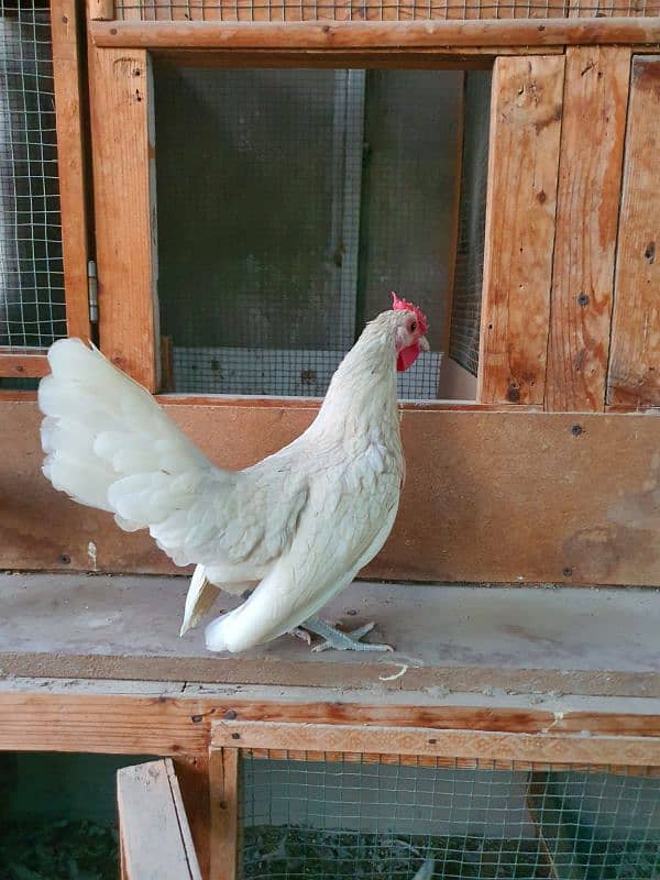 White Sebright fancy hen 3