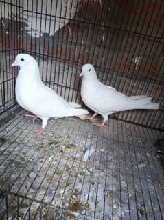 white pigeon pair