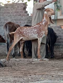 Makhi cheeni gabn bakri sale