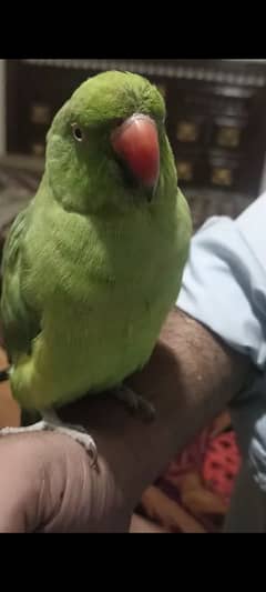 Ye parrot gum hogya hai agr Kisi Bhai k pass Aya to kindly bta dijye