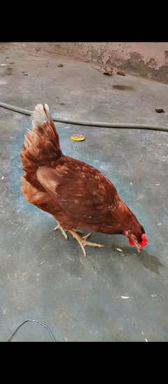 Lohman brown hen