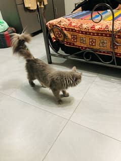 Persian cats pair