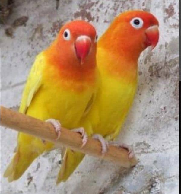 love birds mix 1