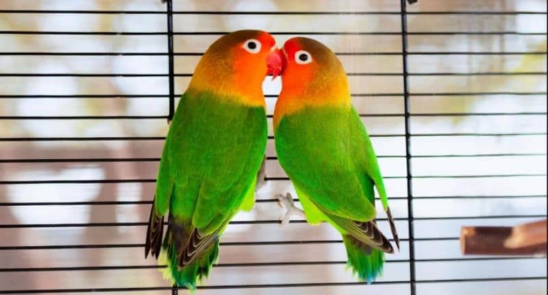 love birds mix 2