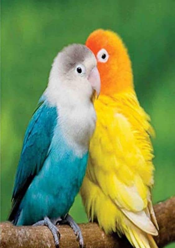 love birds mix 3