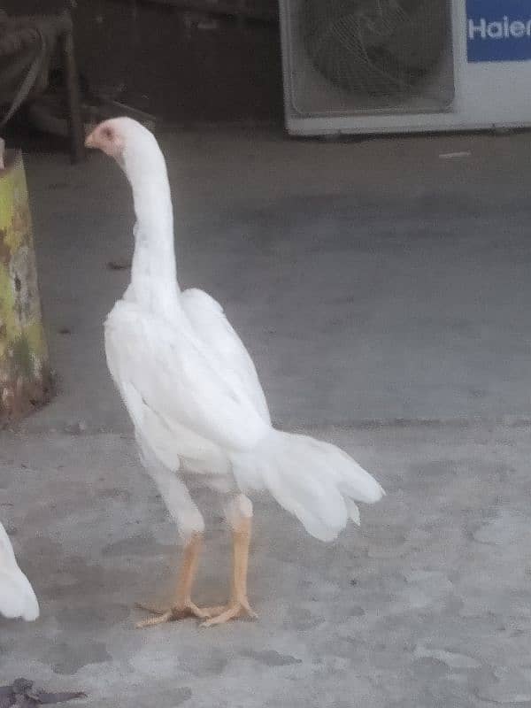 Pure White Shamo Pathi Available For Sale 9