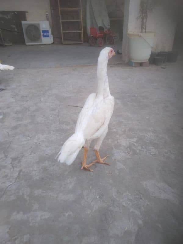 Pure White Shamo Pathi Available For Sale 10