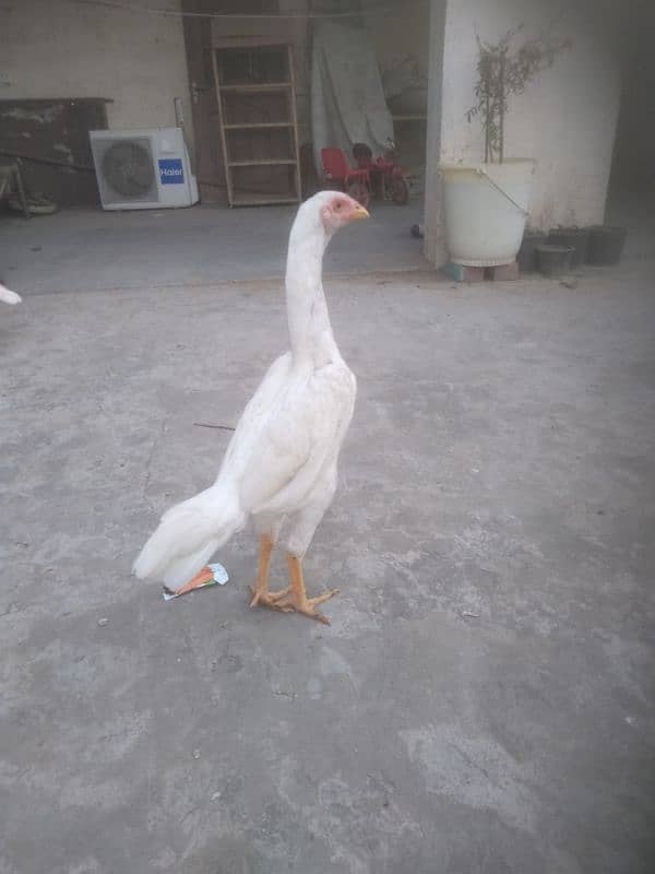 Pure White Shamo Pathi Available For Sale 11