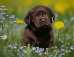 British Labrador puppy ready to new home choclate color