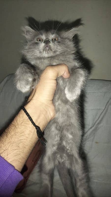 Persian female 4 Total 4 bachy hai AK black Gray 0